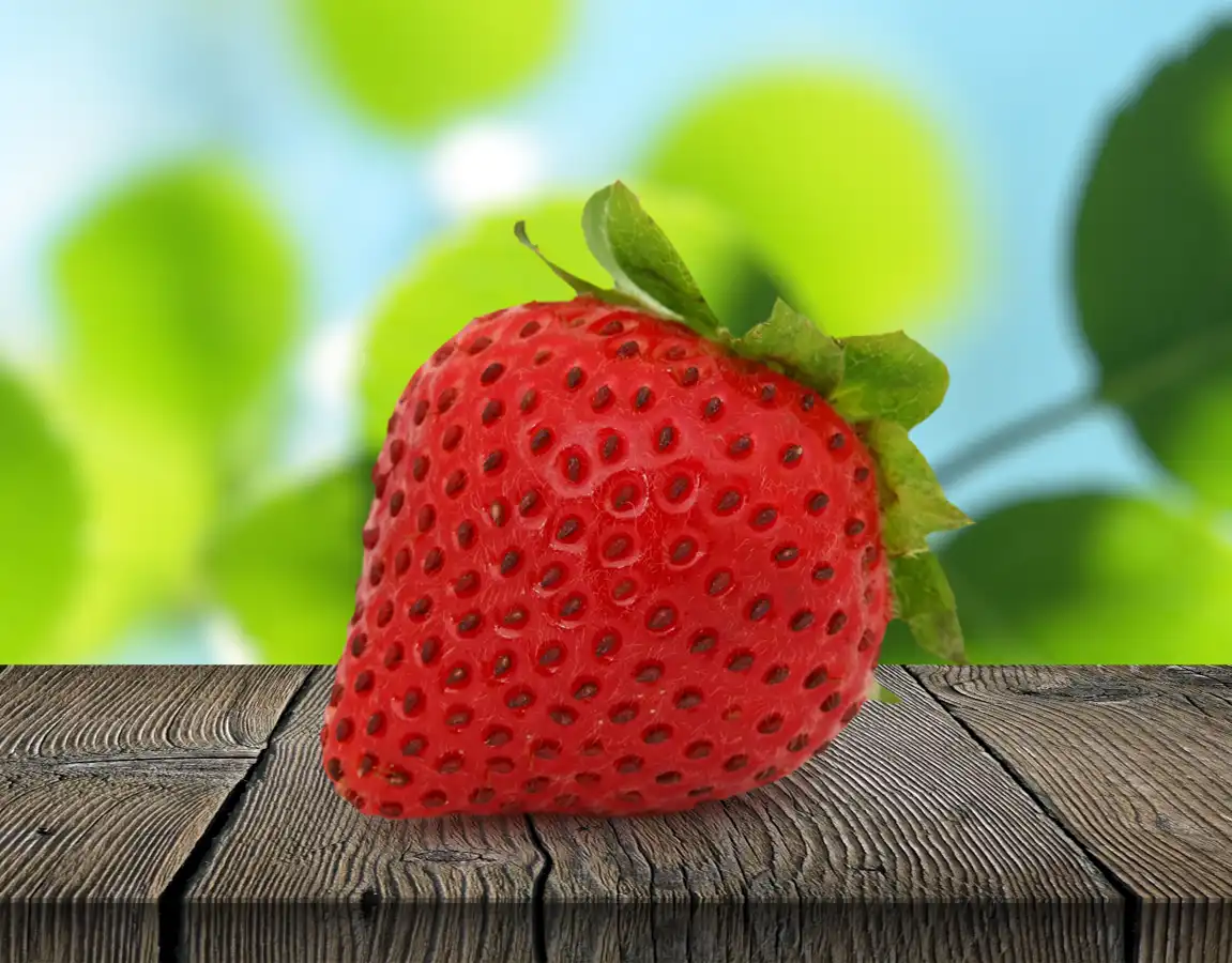 Erdbeere Erdbeere